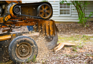 stump removal Adelaide