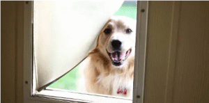 glass panel pet doors