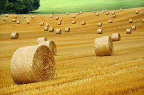 baling twine