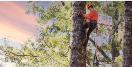 arborist Adelaide Hills